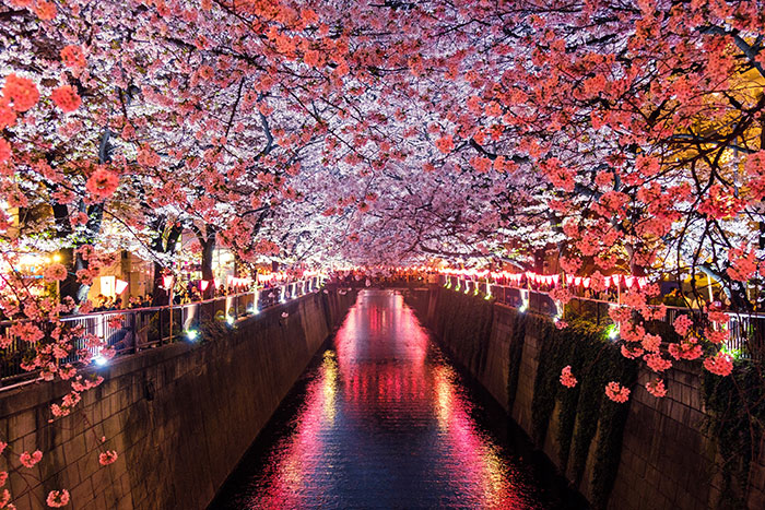River with cherry trees near