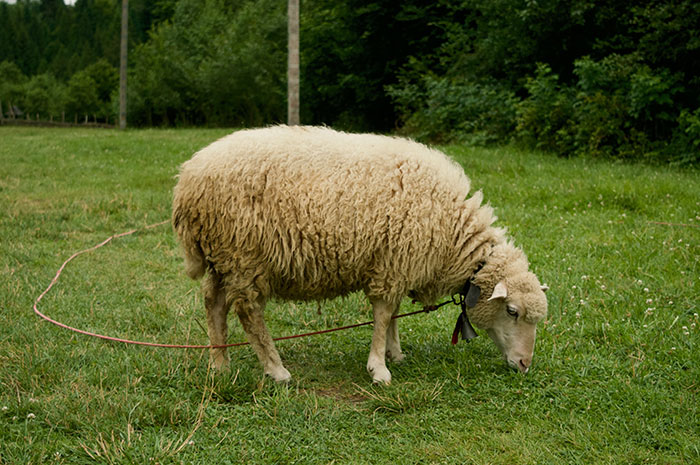 Dolly The Sheep