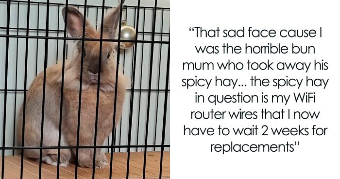 “Bunnies Are Jerks”: 50 Hilarious Posts By Rabbit Owners That Show The Truth Behind These Deceptive Fluffballs (New Pics)
