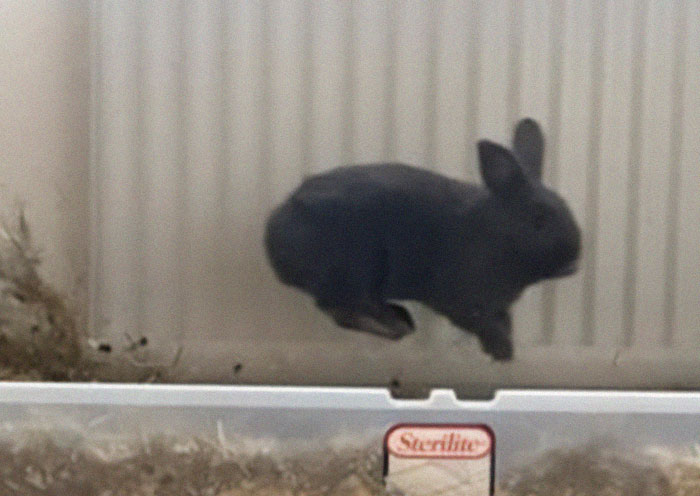 “You Seem Bored, Human. Better Make A Mess Of The Toiletbox”