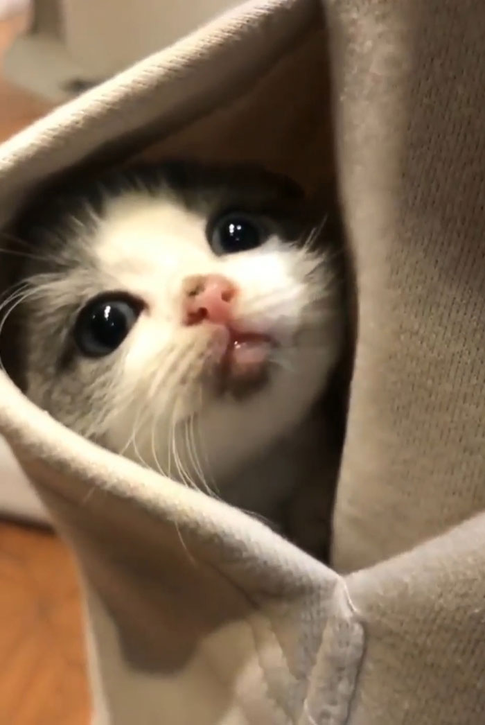 I Am... Pocket Monster