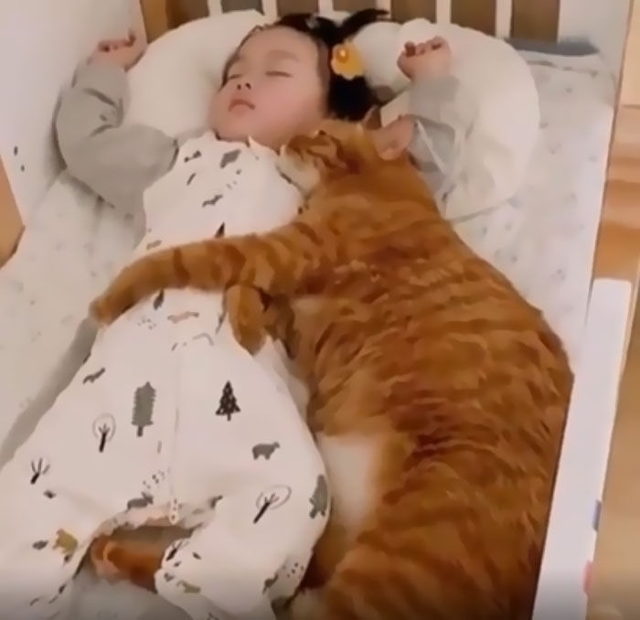 This Is My Life Meow