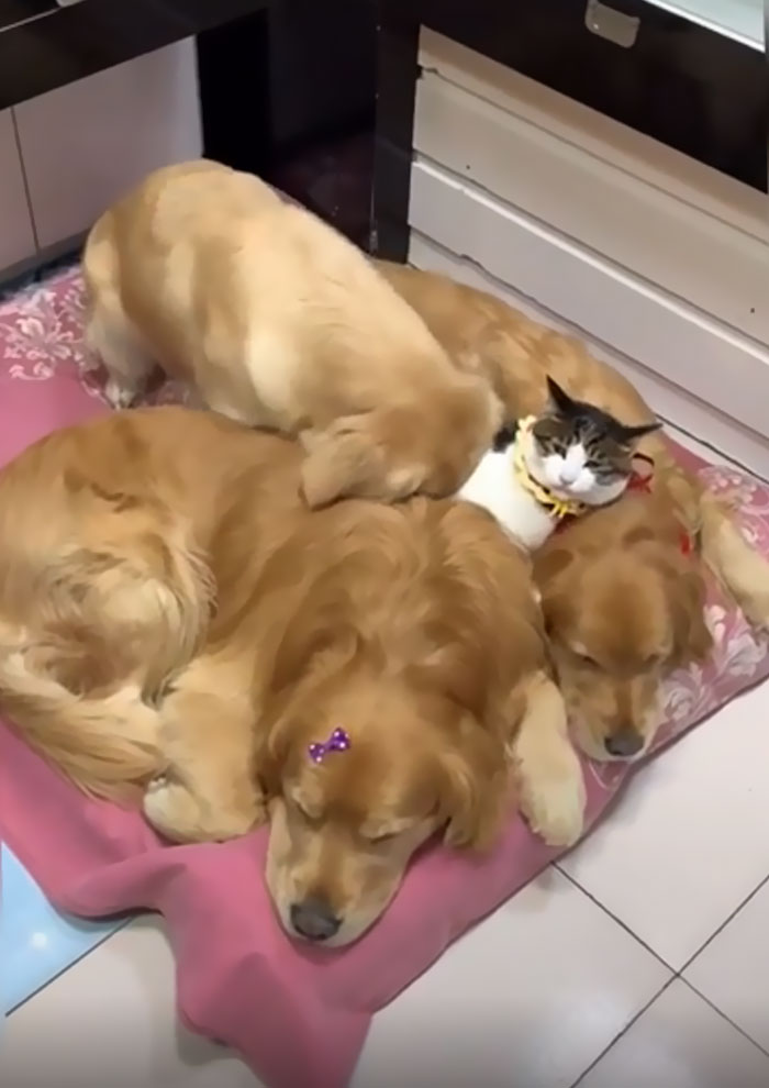 "Hey! Well... I Guess This Is Fine."