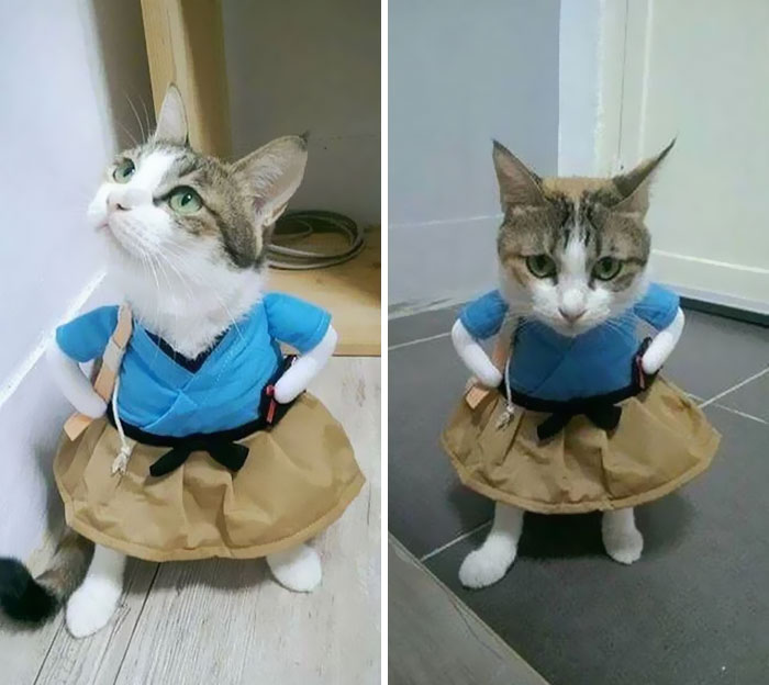 Hooman, Why You Do Dis?