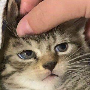 henritamanuel avatar