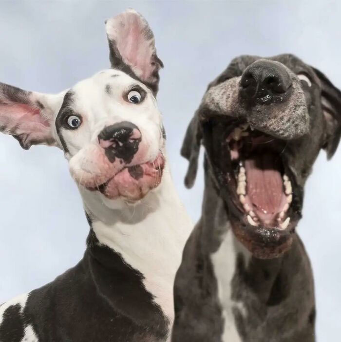 Mutka & Luna, 2 Great Danes From Finland