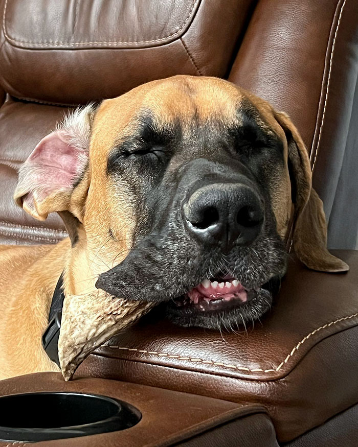 Do We All Remember Wylie Burp, The Great Dane From The Movie "Fievel Goes West"?