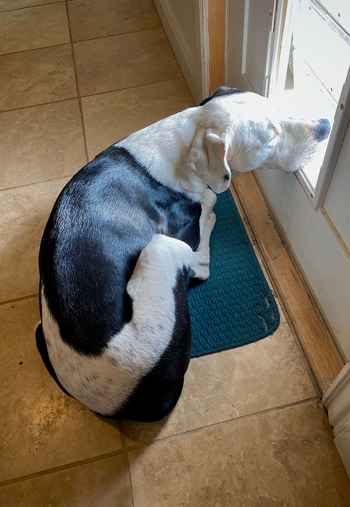 He Takes Naps With His Nose Just Barely Cracking The Dog Door. He Doesn't Want To Miss Any Weird Smells While He Sleeps