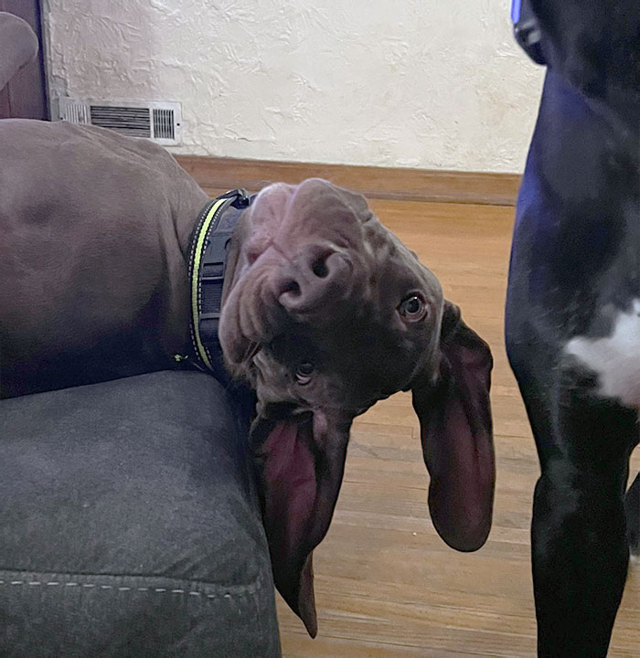 Consider Getting Yourself A Great Dane. We Have Two, And This Puppy Is Ridiculously Different Than Our Fully Grown One