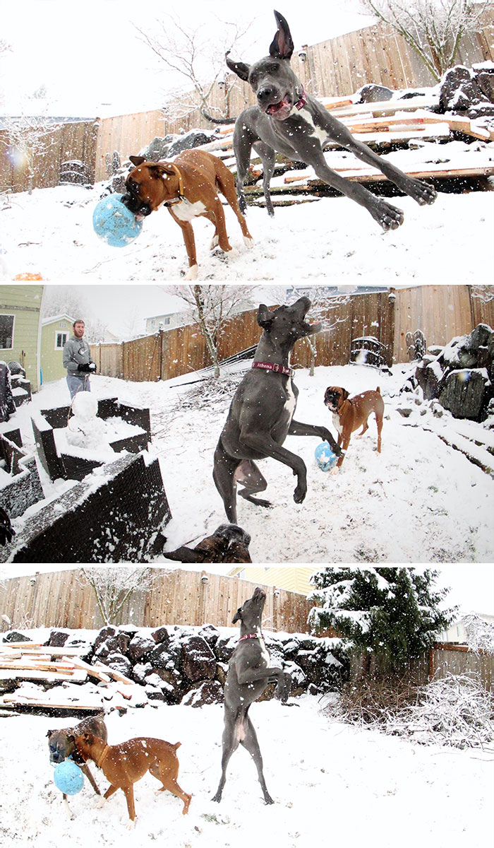 For Anyone Not Finding Reasons To Smile In This Seattle Snow Apocalypse, I'll Give You A Cody (Boxer) And Athena (Great Dane) Showing How To Truly Enjoy A Snow Day