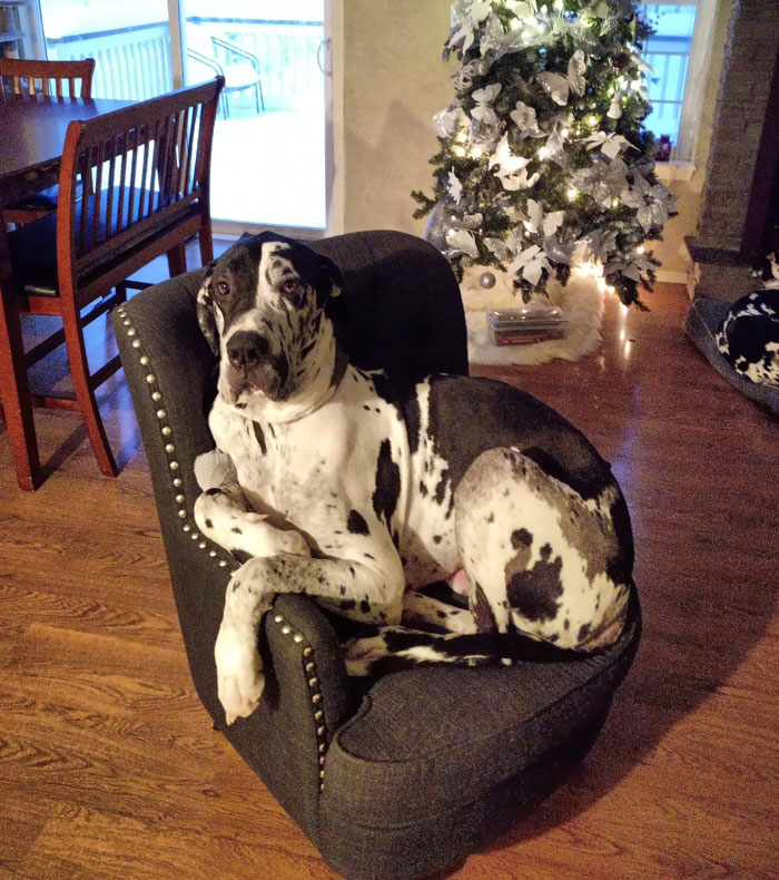 He Is So Proud He Fits