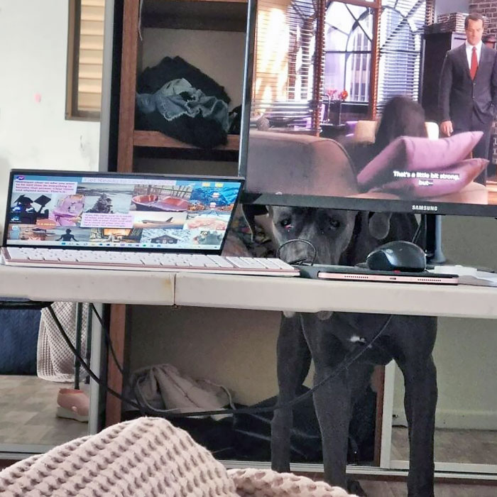 I Can See You Ignoring Me Human