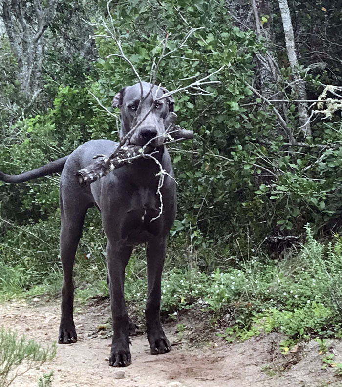 This Is My Version Of A Raindeer Great Dane