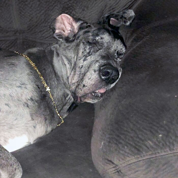 It’s Really Hard To Be A Dane