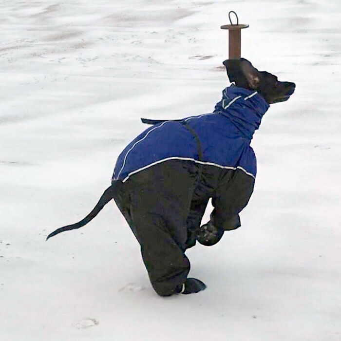 My Great Dane In His Snowsuit - I Can't Stop Laughing At Him