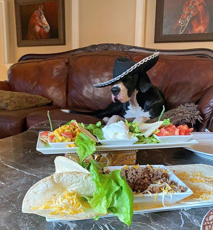 Maddie With Sombrero Celebrates Cinco De Mayo