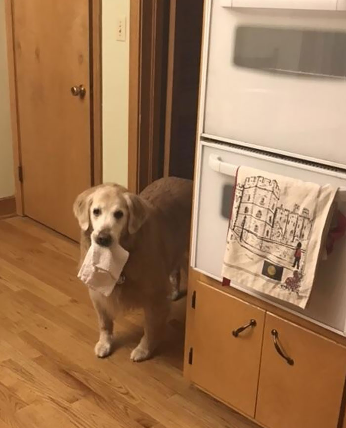 Good Girl Came To Check On Me After I Dropped Something Really Loudly In The Middle Of The Night... And Brought Me Gift Just In Case