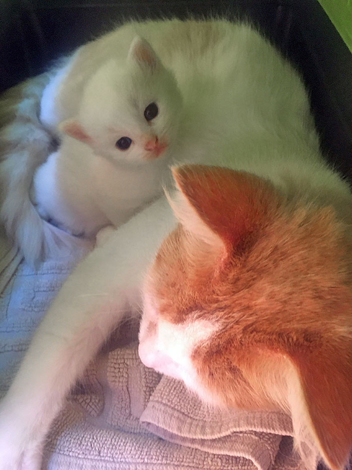 This Cat We’re Used To Feed Gave Birth A Few Days Ago And Today She Brought This Little Fella To Our Doorstep