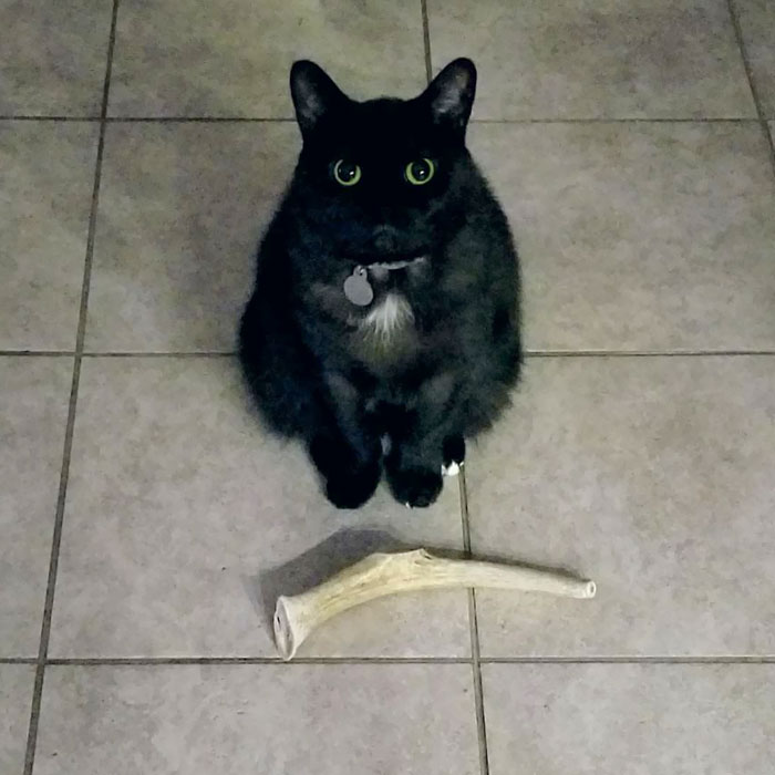 While In The Kitchen My Cat Will Bring You Things In Exchange For Snacks