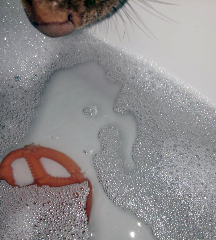 My Dog Brought Me Her Favorite Toy When She Heard Me Crying In The Bath After A Very Stressful Day At Work