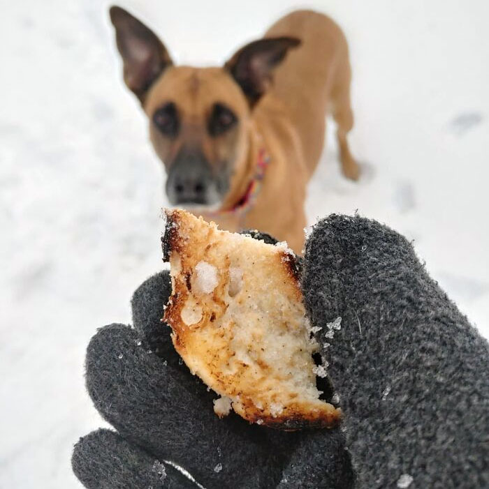 We Were Playing Fetch And She Brought Me A Bagel Instead Of The Ball