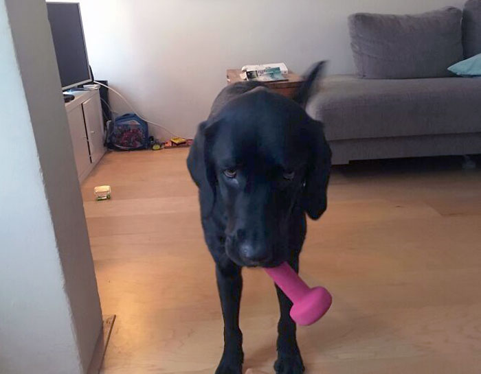 My Dog Has Seen Me Work Out At Home Many Times Now, And Just Brought Me One Of My Dumbells