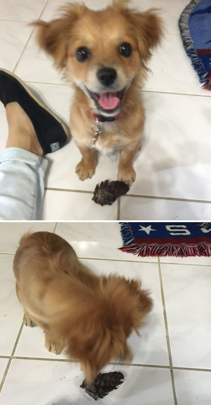 When I'm Sad My Dog Goes Outside And Tries To Bring Me Things. Today She Brought Me A Pine Cone