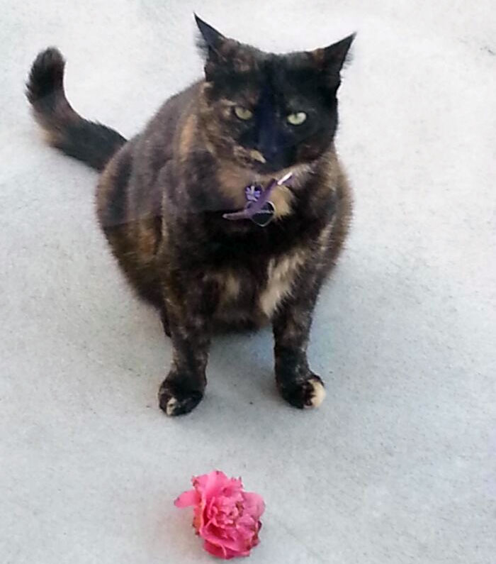 Meet Beast, Who's Brought Me Pink Flowers For Seven Years Now