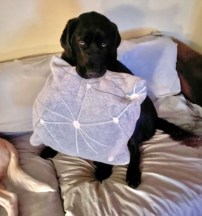 Our Dog Always Brings Us Presents. When Her Toys Are Gone, We Get Pillows