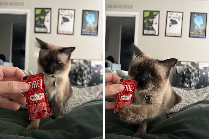 Desmond Brought This To Me In Bed This Morning. Guess Who’s Not Allowed On The Kitchen Table?