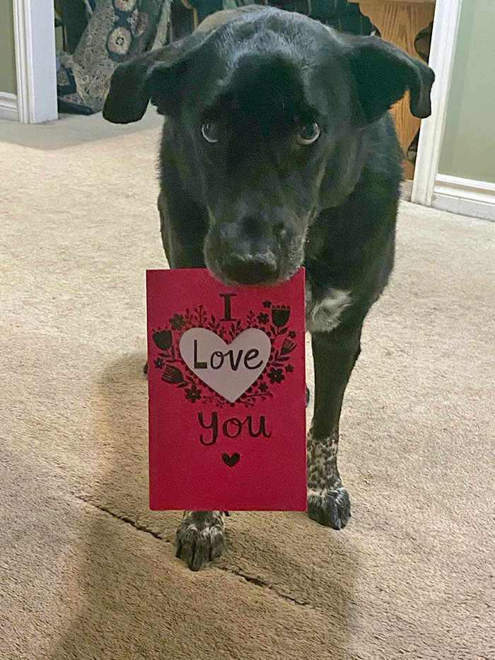 My Dog Grabs Things Around The House And Brings Them To Me For A Treat. Today, He Somehow Got This