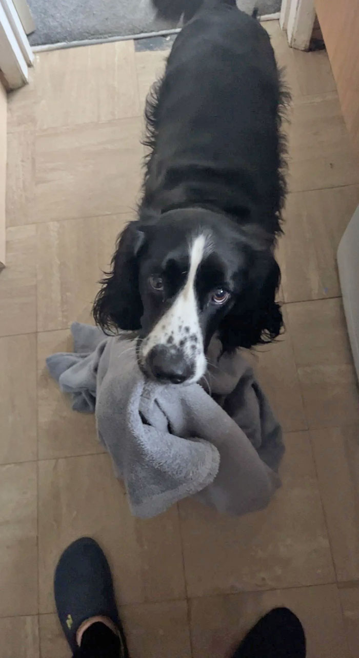 Rocky, My Rescue From Cyprus. He Brings You A Blanket When You Get Home