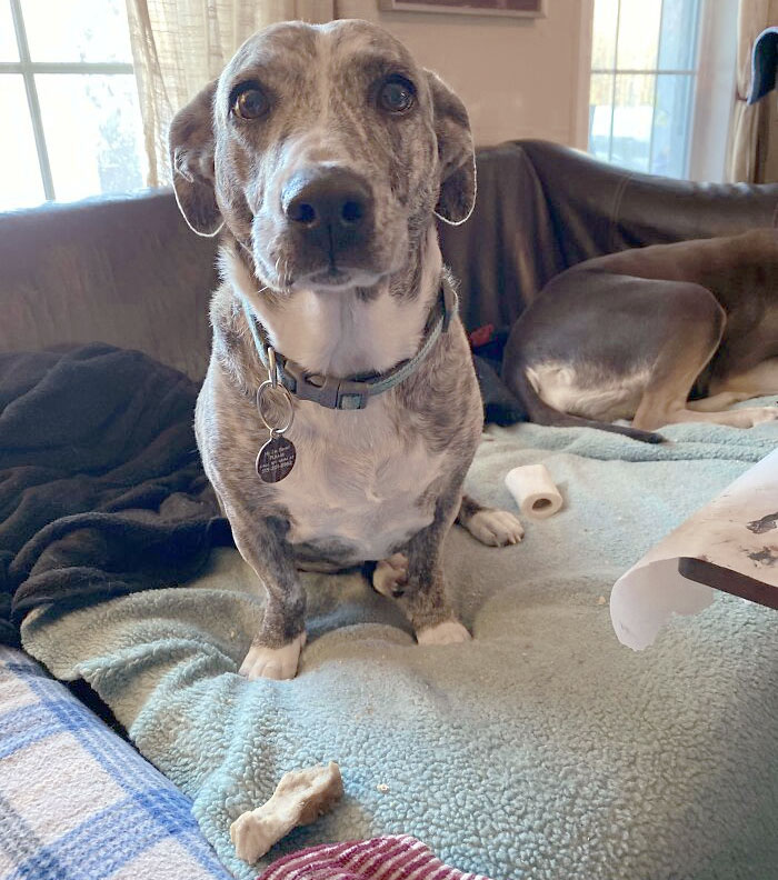 Today I Sneezed Loudly And The Brin Immediately Brought Me Her Bone And Stared At Me Like This Until I Picked It Up