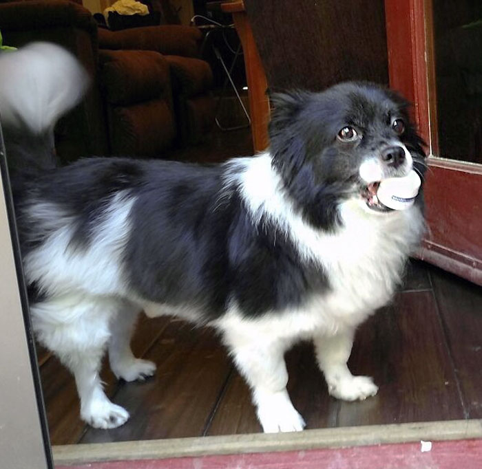 Hopscotch Always Brings Me A Toy When I Get Home. Today He Brought Me My Husband's Lip Balm