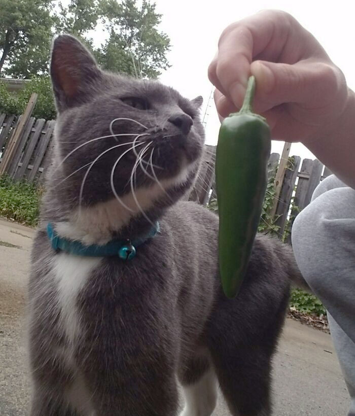 The Neighbor's Cat Brings Me Jalapenos From My Garden. He's So Proud, Good Kitty