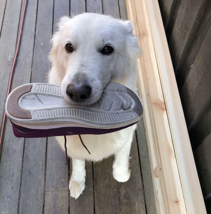 My Dog Always Brings A Shoe Whenever I Get Home