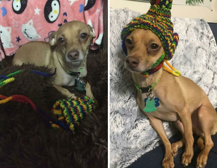 He Hates Wearing This Hat, But He Brings It To Me Each Time He Sees I’m Sad Because It Makes Me Laugh When He Wears It