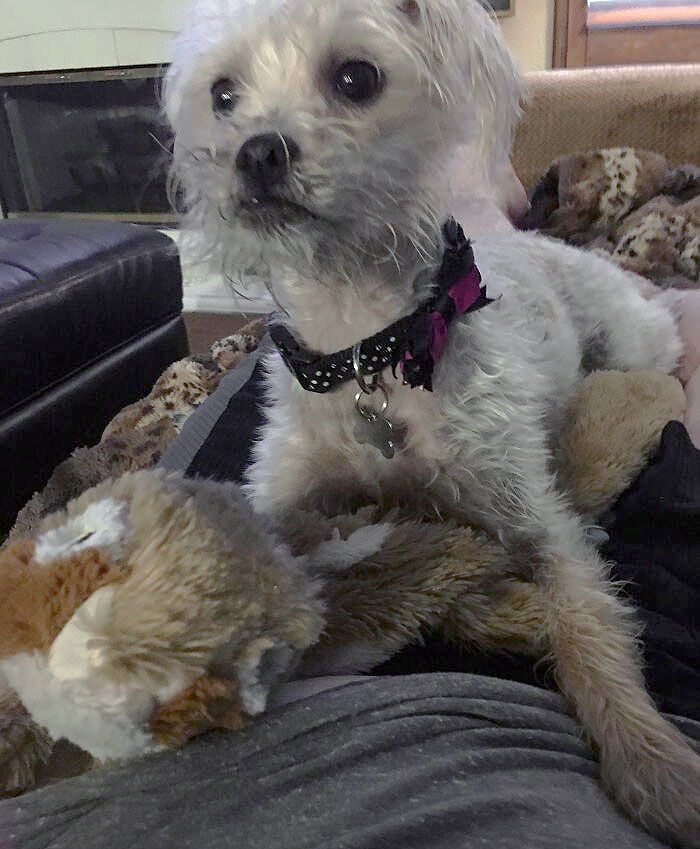 My Dog Bowie Heard The Thunder Over Here And Instead Of Being Scared She Brought Me Two Of Her Toys To Make Sure I Wasn't