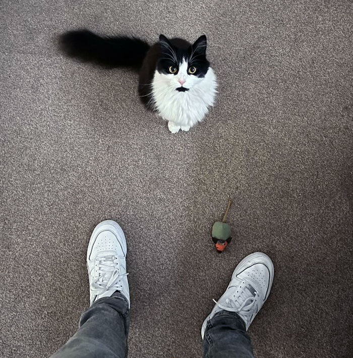 Mouse Just Wants To Play All The Time. So He Brings Me His Toys