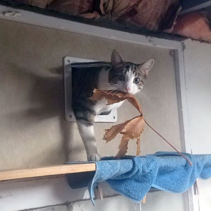 Hamilton Brings In Another Leaf