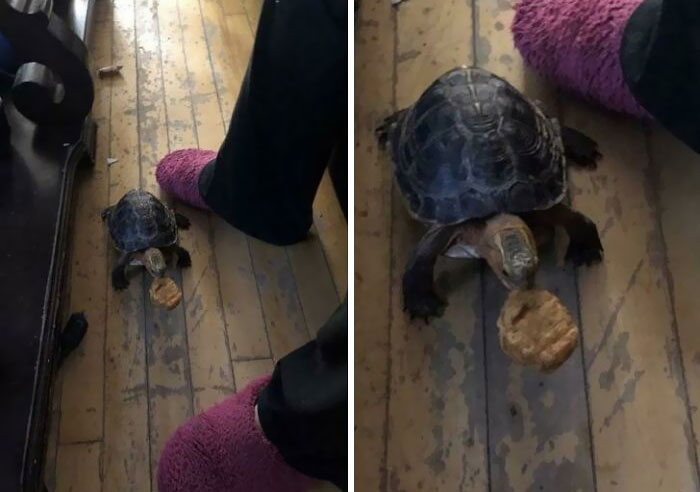 My Parents Have A Pet Tortoise And He Walks Around The House. Today He Found A Chicken Nugget Under The Couch And Brought It To Them As A Gift