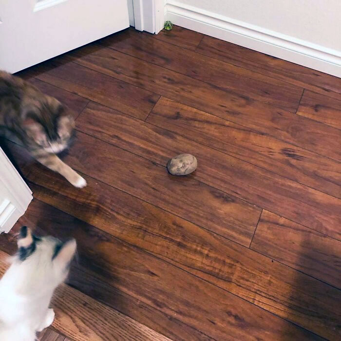 Woke Up This Morning To Find A Gift From The Cats. A Potato. This Is The First Time A Cat Brought Me Actual Food. Usually, It's Toys Or A Stuffed Animal