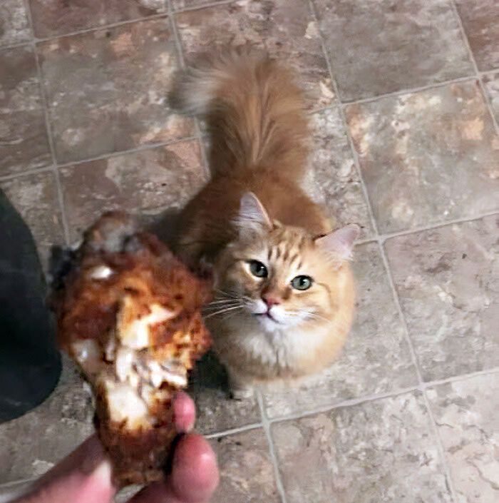Butters Brought Me A Chicken Wing From Outside. It's Still Warm. Where Did You Get This?