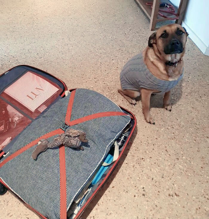 Bonnie Put Her Favorite Toy On My Packed Suitcase. Oh Man, The Feels