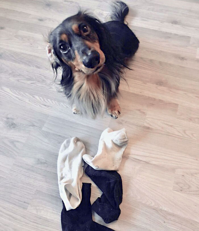 My Dog Likes To Bring Me Socks Every Time I Come Home From Work. Today He Brought Me 4, Very Good Boy