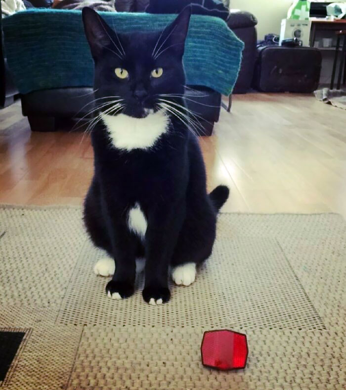 New Day, New Gift From Nala