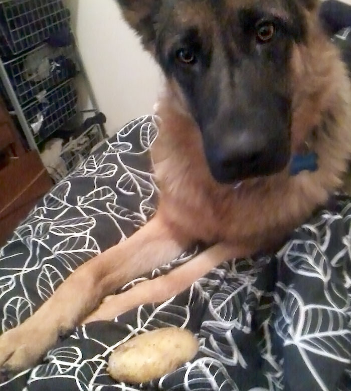 My Dog Brought A "Rock" To Bed This Morning