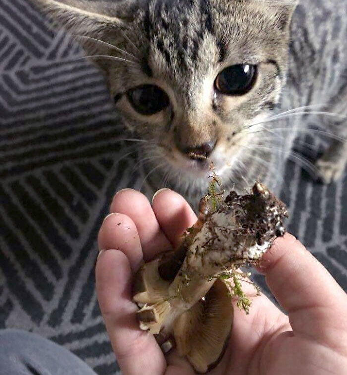 A Friend's Cat Brings Him Mushrooms Every Day. No Mice, No Insects, Only Mushrooms 