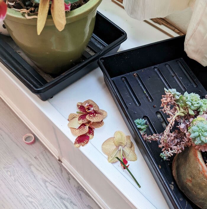 3-Years-Old Daughter Destroyed An Orchid That Took 2 Years To Bloom