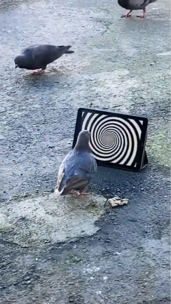 Funny-Pic-Trashandculture